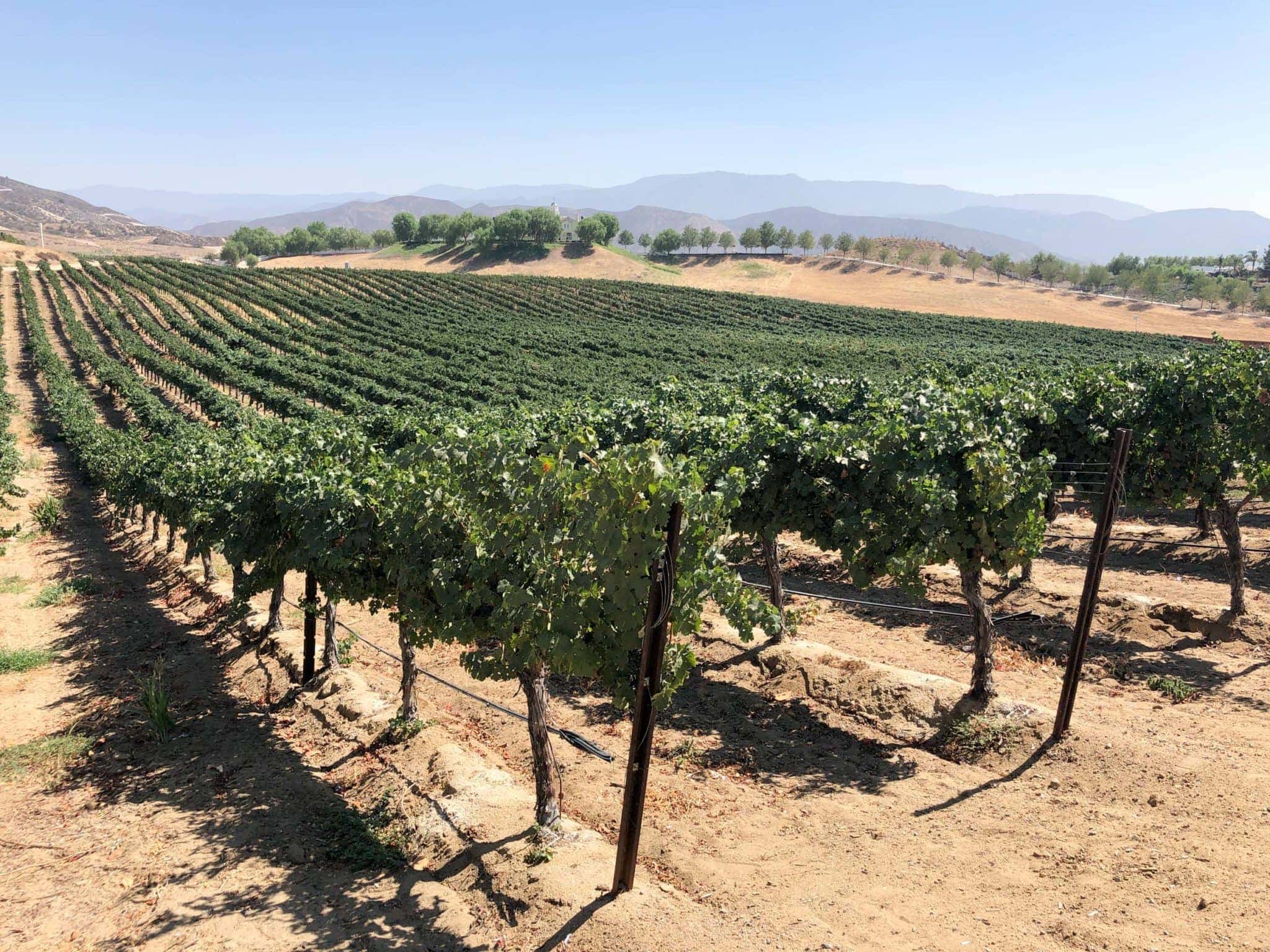 Vineyards at Leoness Cellars, one of my favorite places to go wine tasting in Temecula.