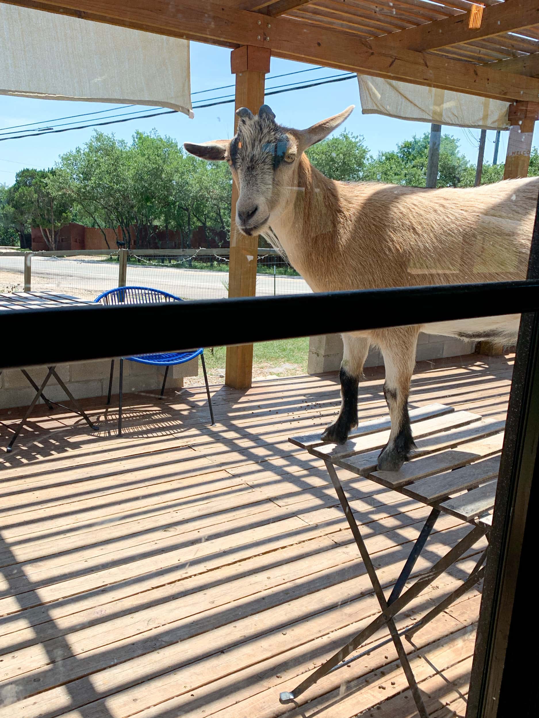 Butters the goat draws visitors from across Austin