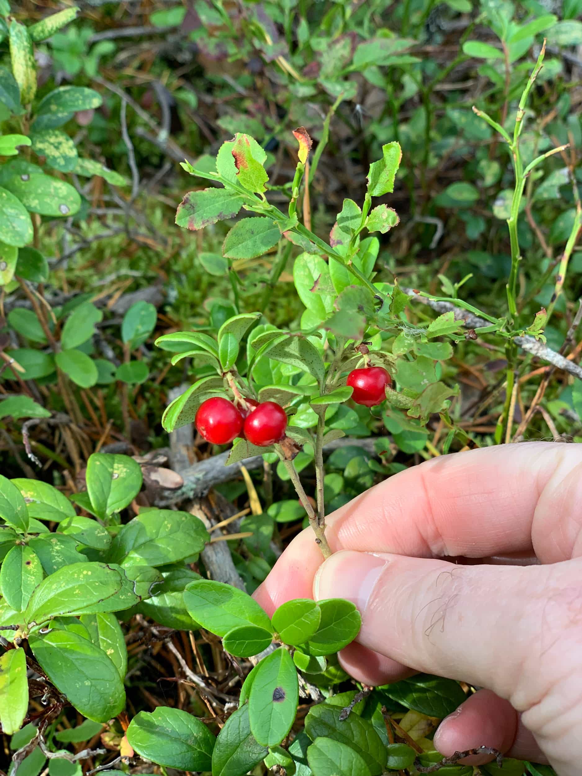 Wild lingonberries