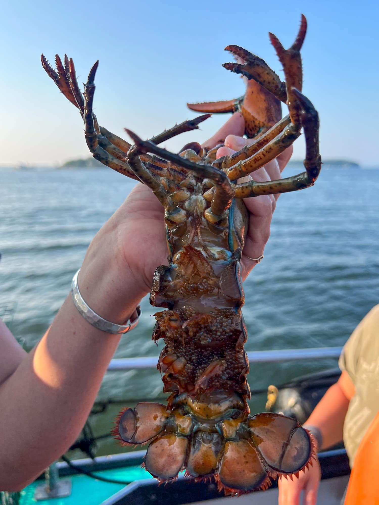 Female lobster carrying eggs