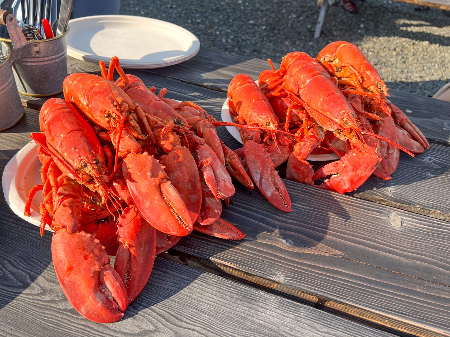 Steamed Maine lobsters