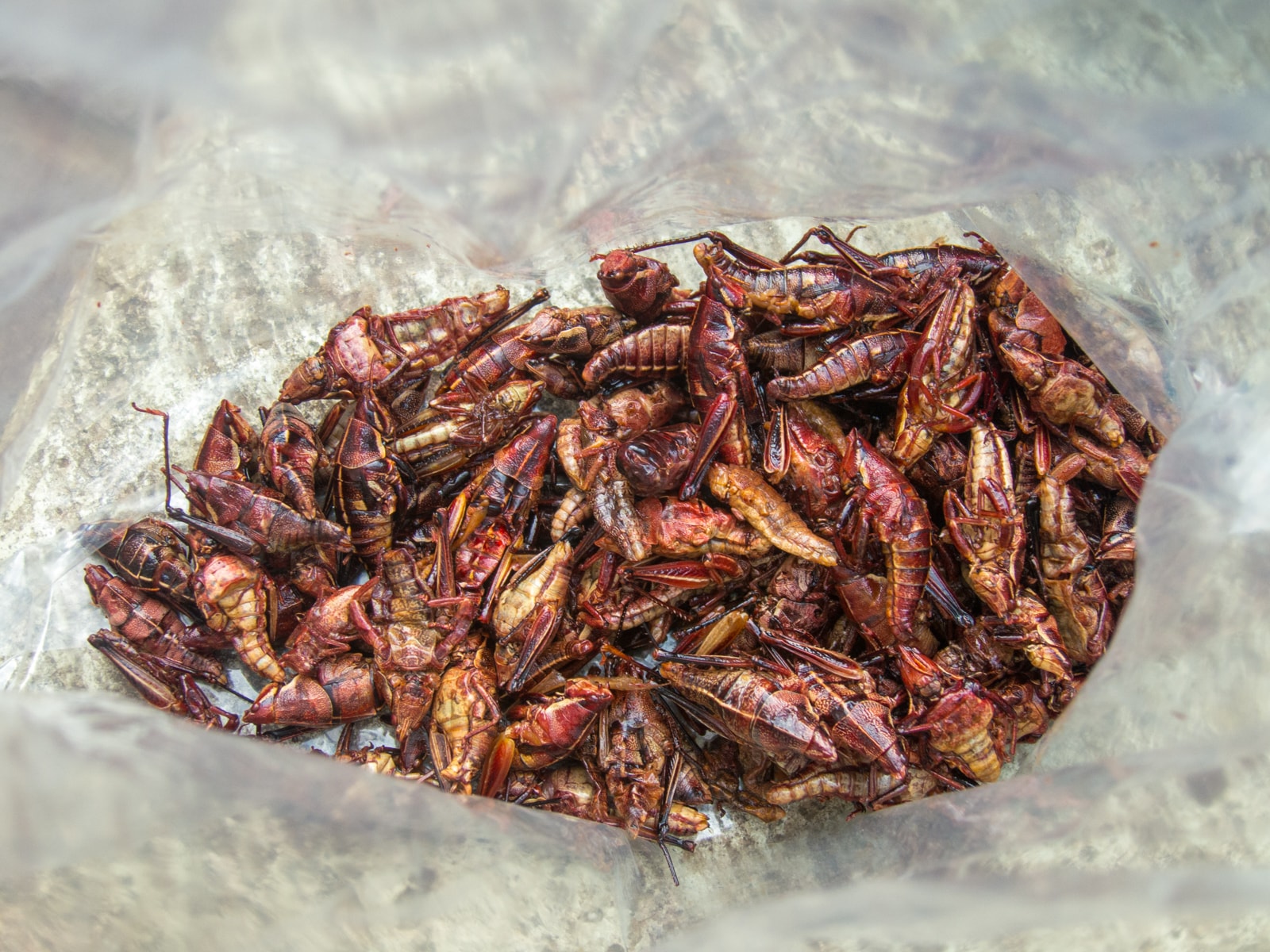 Chapulines (grasshoppers) are a typical Oaxaca food