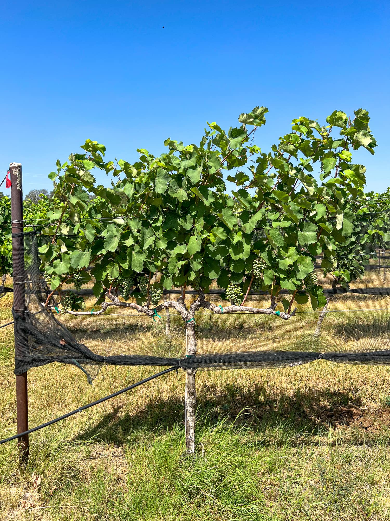 Mourvèdre vines that are five to six years old