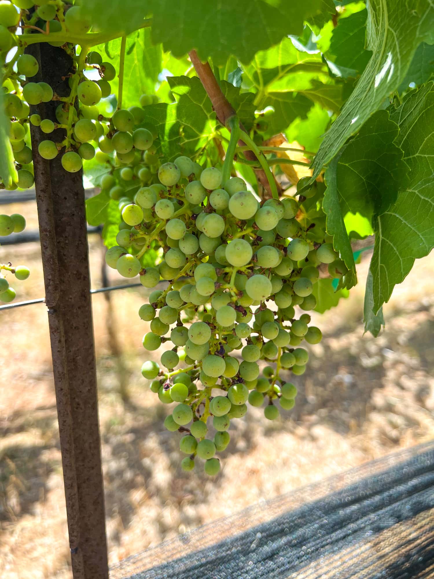 Grapes on the vine