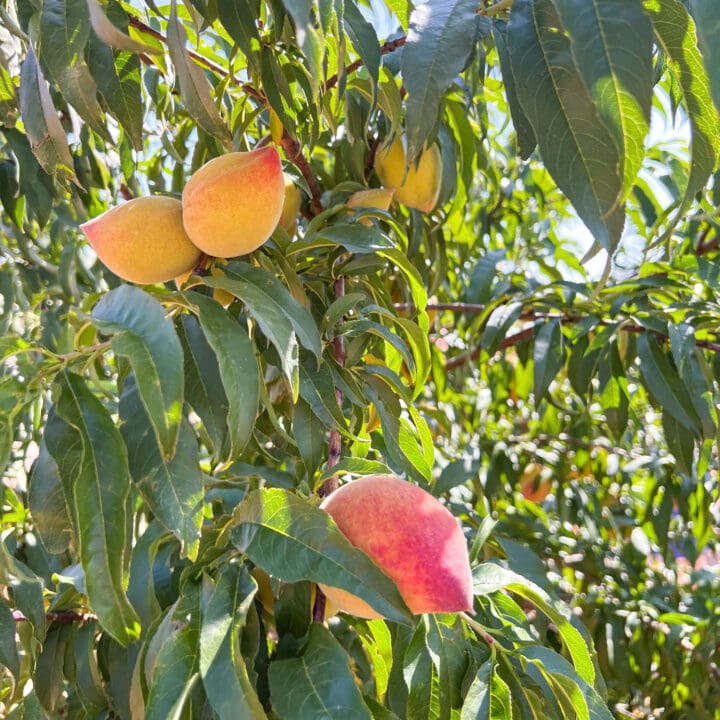 Fredericksburg Peaches 9 Juicy Ways to Enjoy Them Feastio