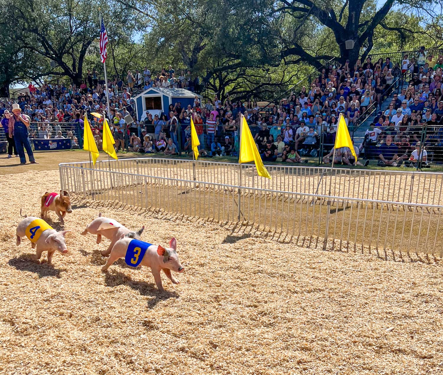 Pig race (photo by Dave Lee)