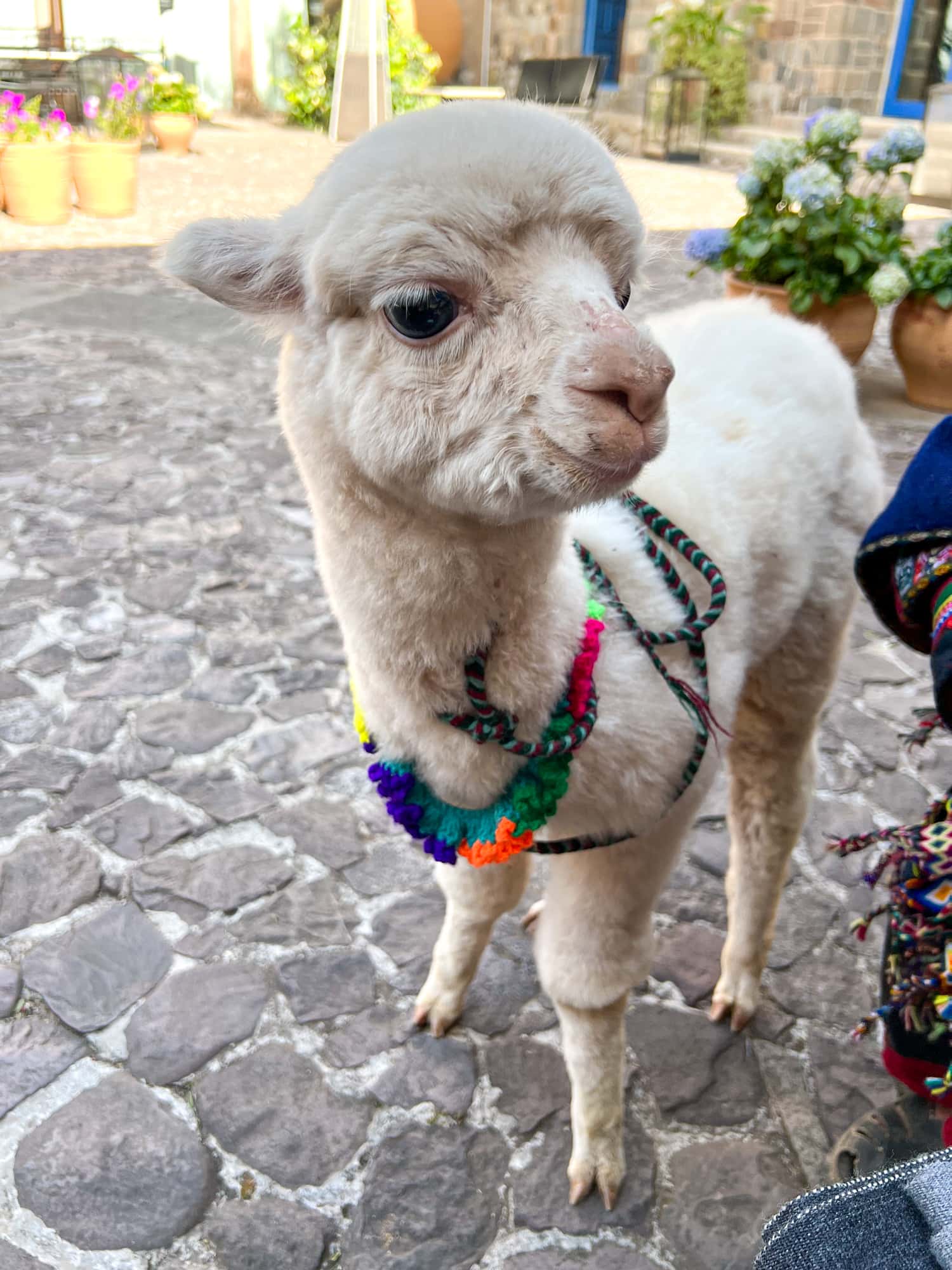 Baby alpaca in the courtyard