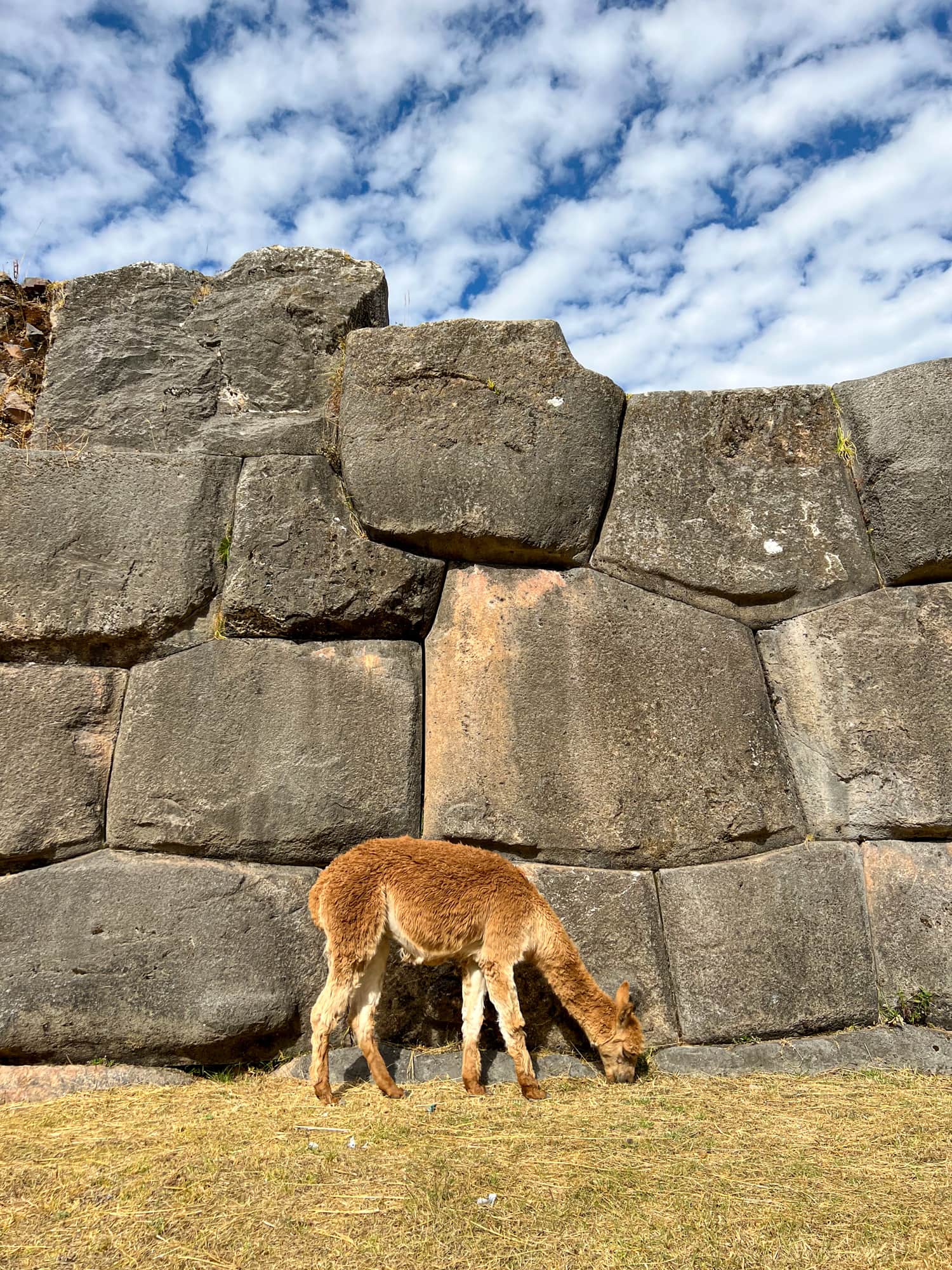 An alpaca grazing in front of an Inca wall at Saqsaywaman in Cusco