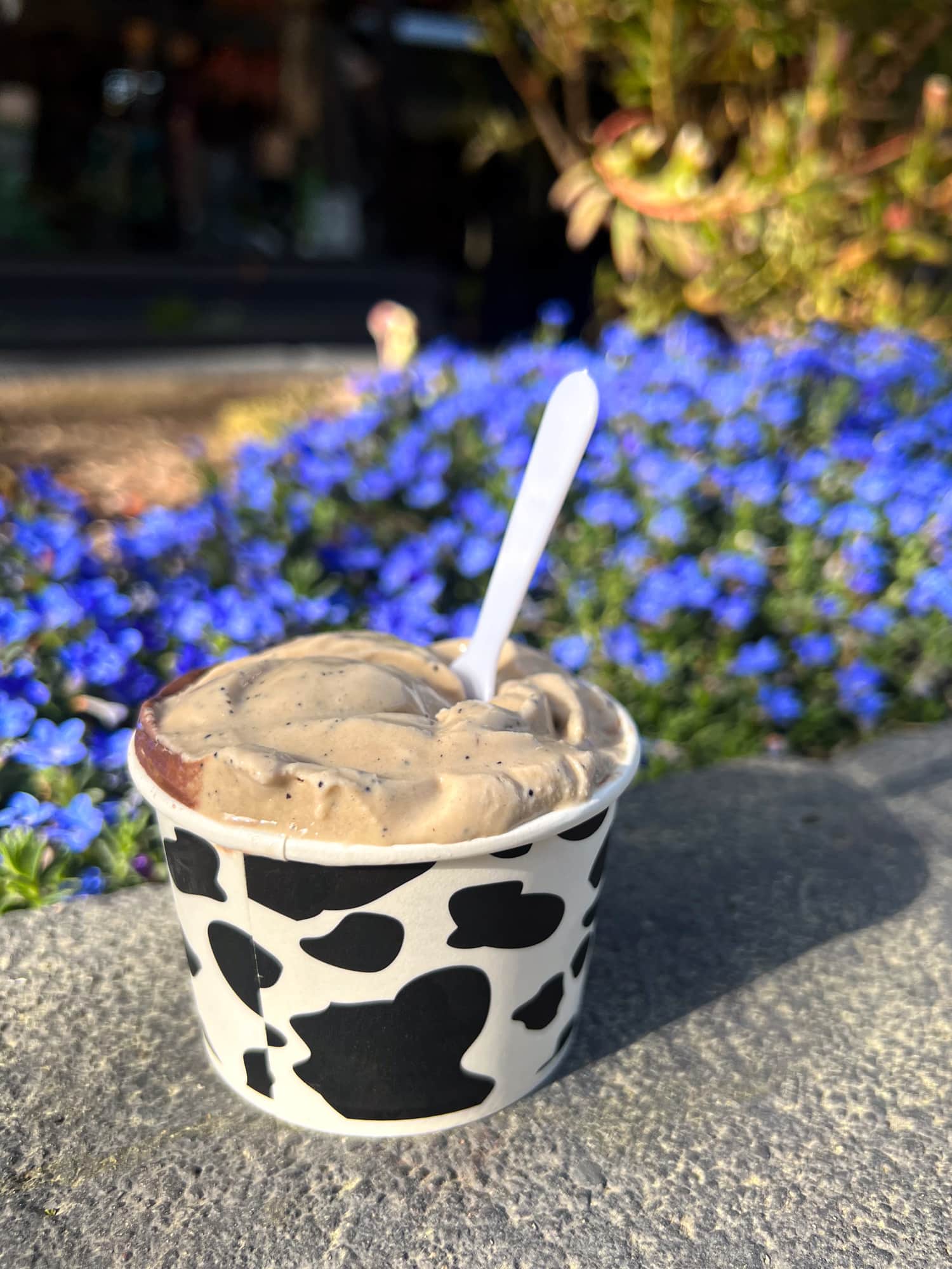 Dark chocolate and coffee gelato from Chocolate Cow