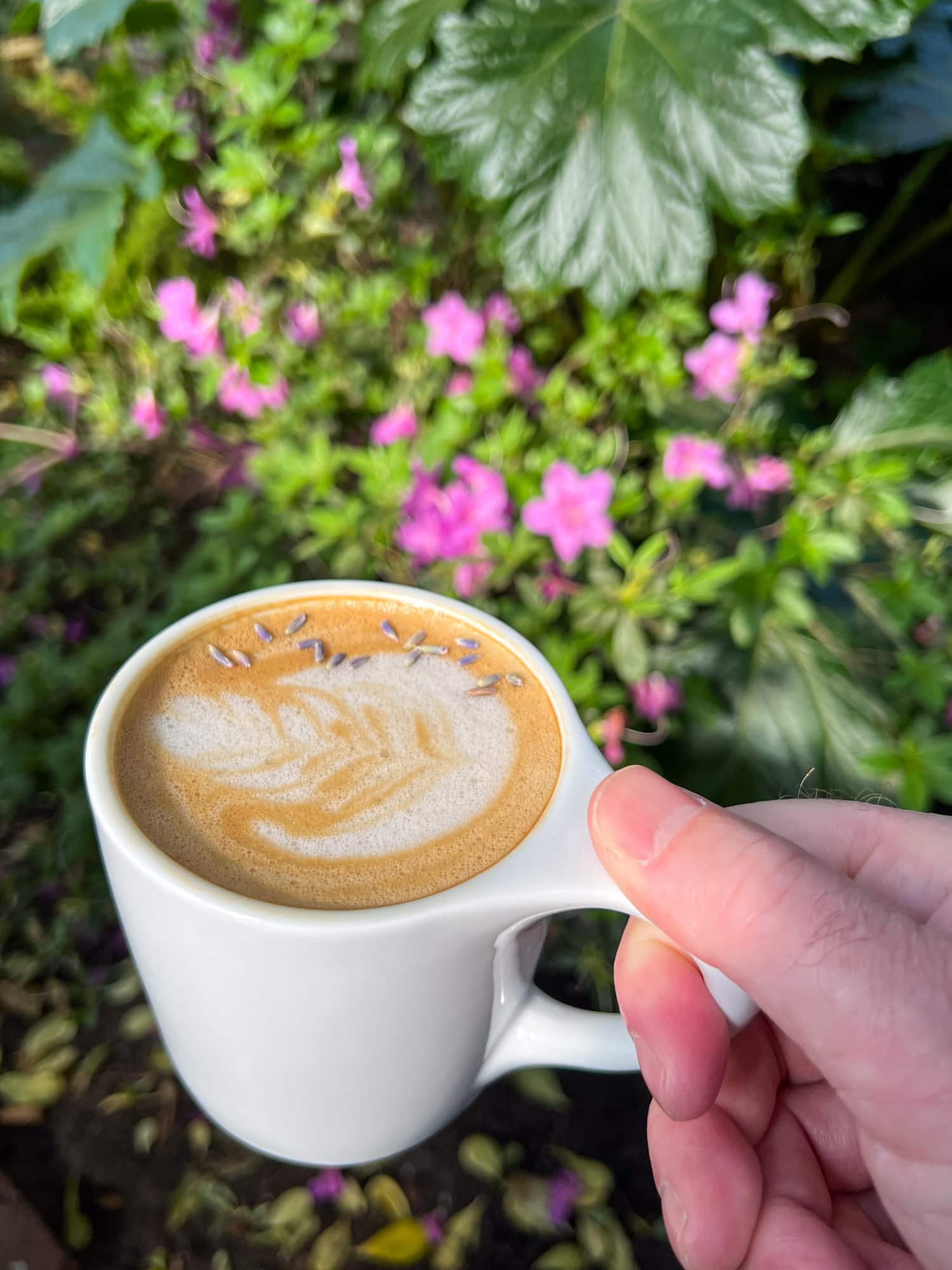 Lavender latte in Sonoma