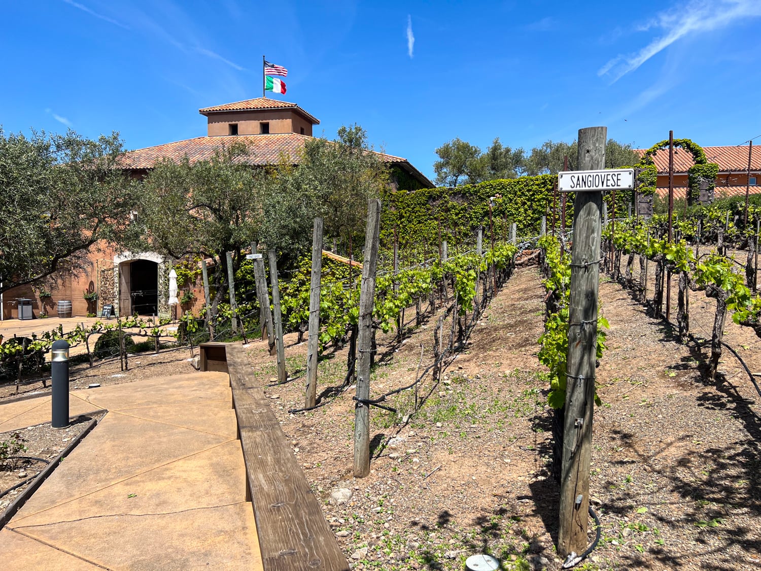 Sangiovese grape vines