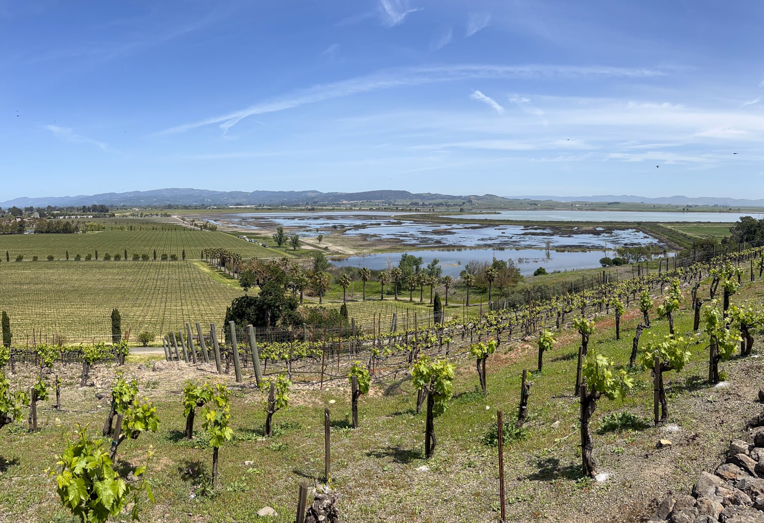 View from Viansa Winery of the wetlands along Sonoma Creek