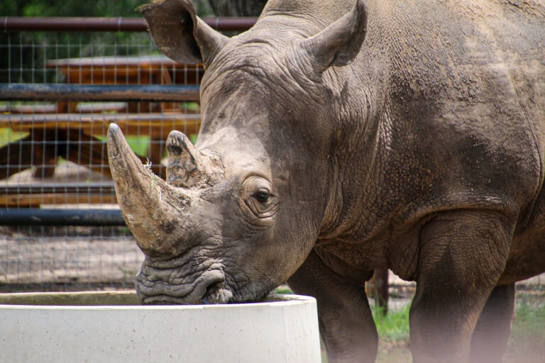 Rhinory A Winery With Rhinos in the Texas Hill Country