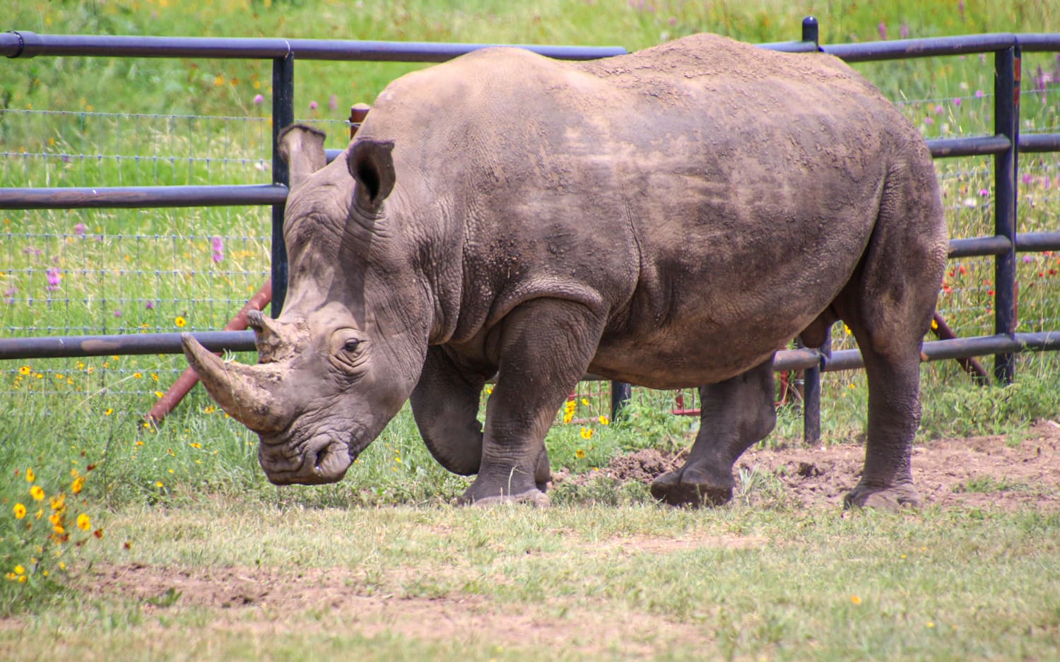 Blake, a southern white rhino, grazes (photo by Kelly Lemons)