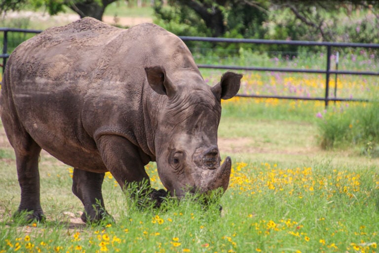 Rhinory A Winery With Rhinos in the Texas Hill Country