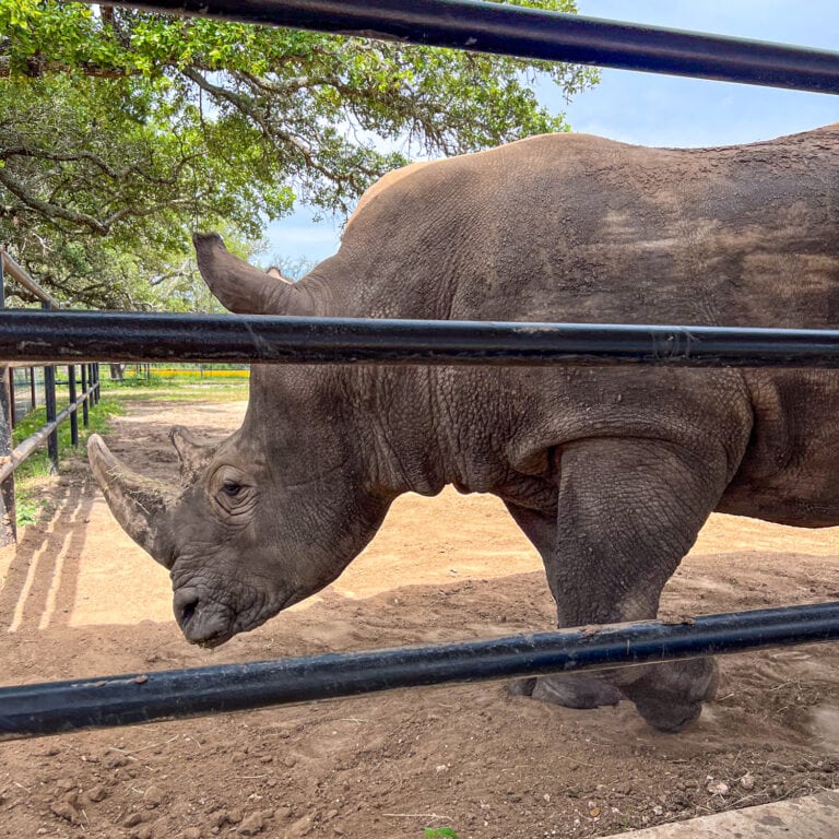 Rhinory A Winery With Rhinos in the Texas Hill Country