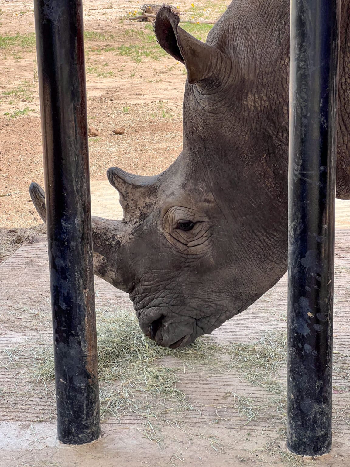 Rhinory A Winery With Rhinos in the Texas Hill Country