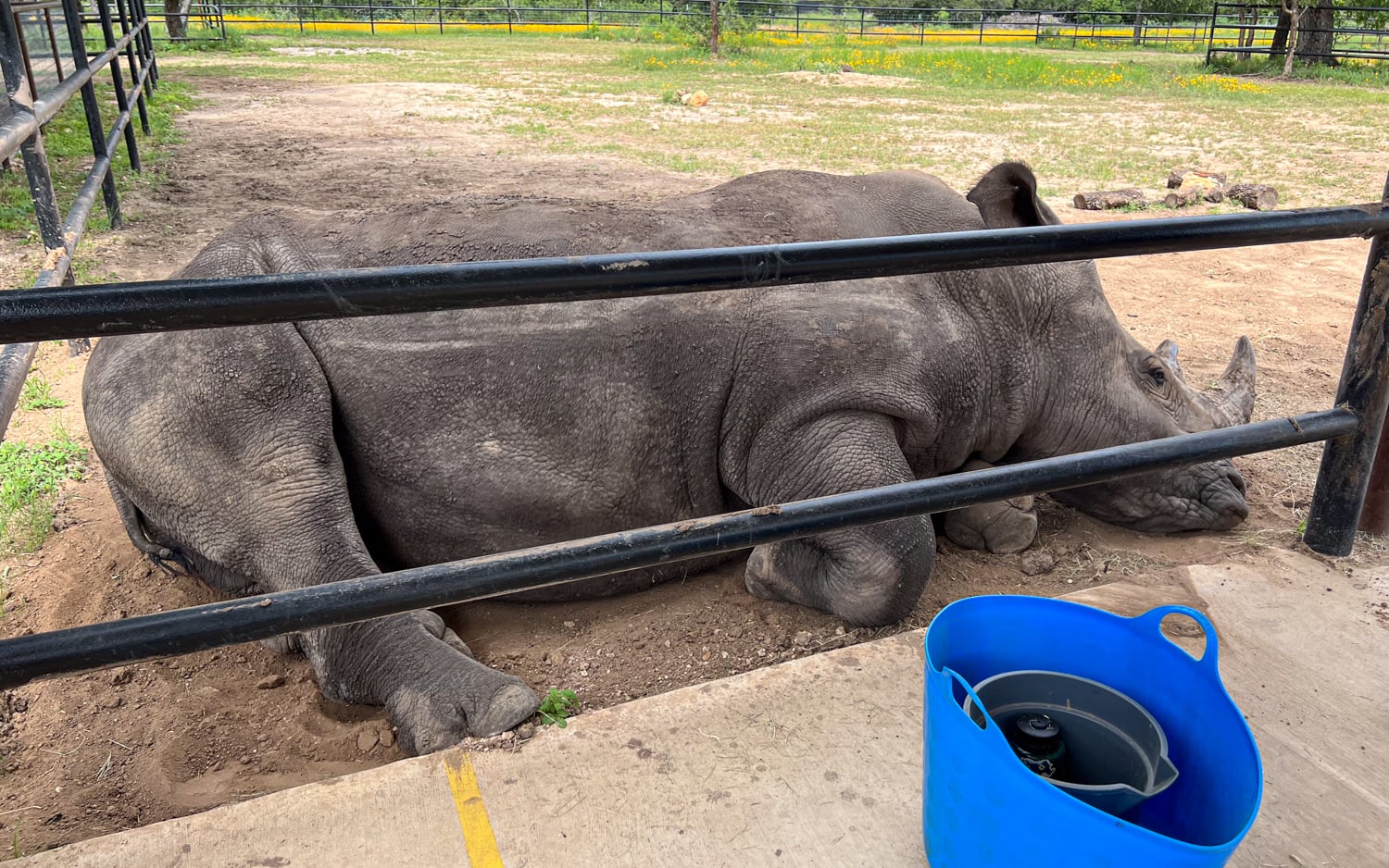 Blake resting in his enclosure at the Rhinory in the Texas Hill Country