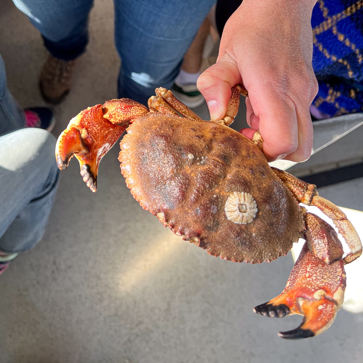 A Jonah crab caught in the lobster trap