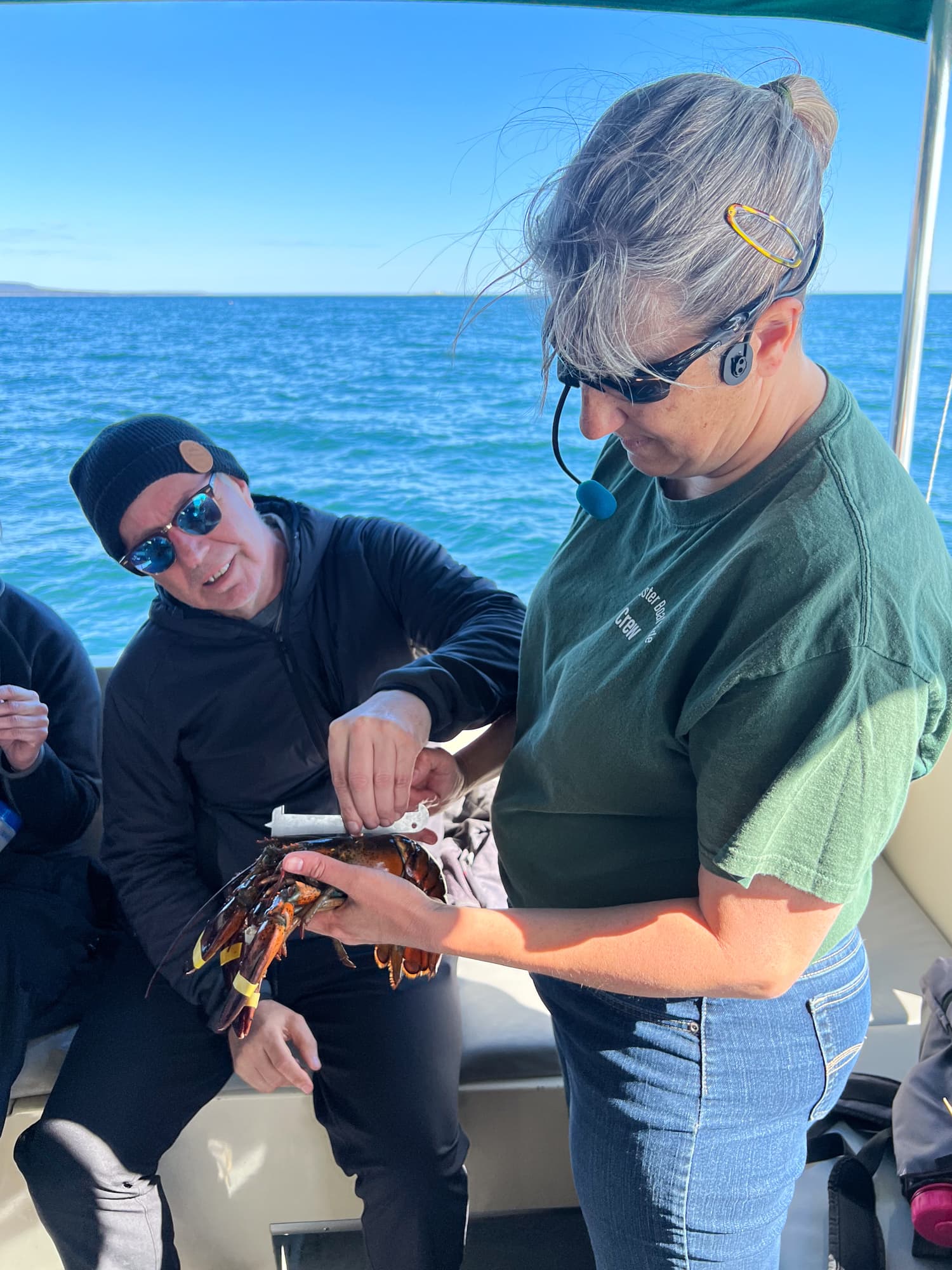 Measuring a live lobster to see if it's large enough to keep