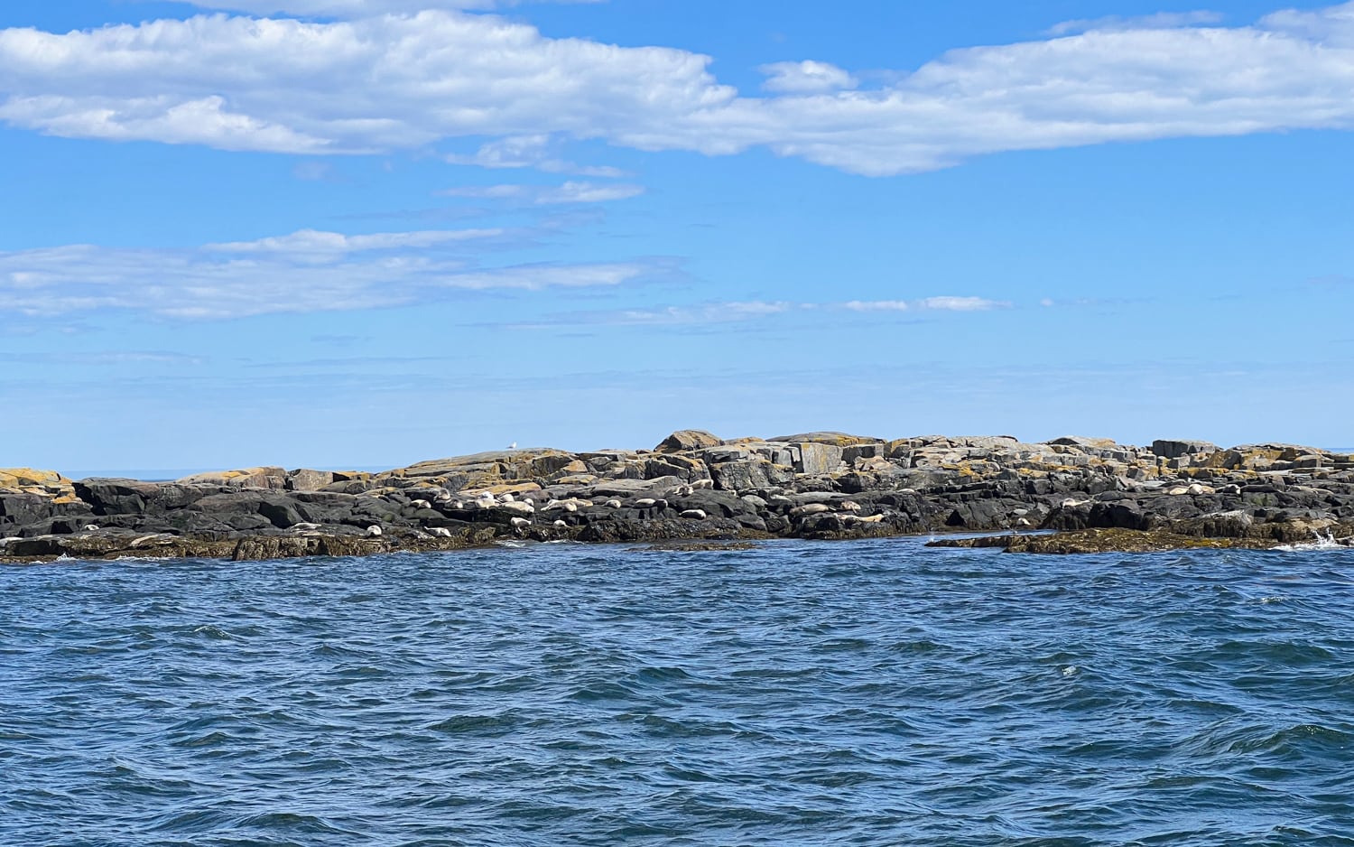 Seals on Egg Rock Island