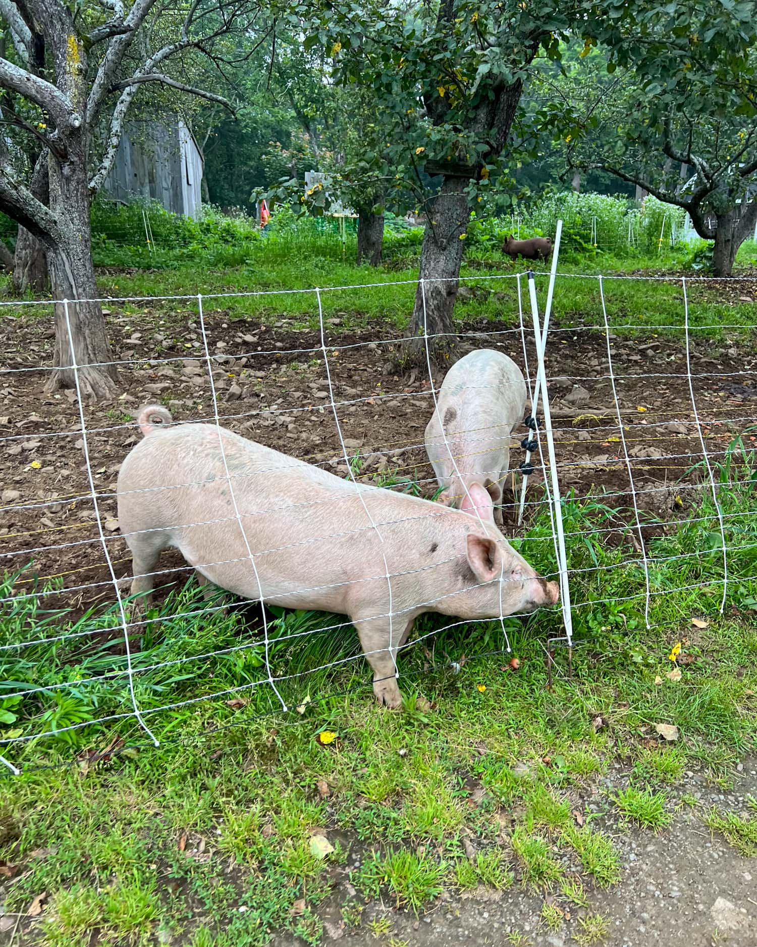 Pigpen on Primo's farm