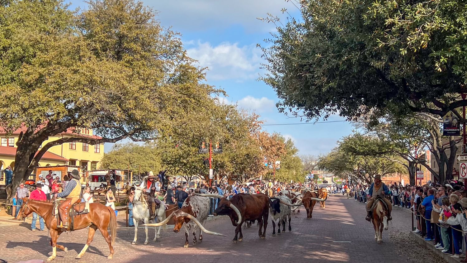 The twice-daily cattle drive at the Fort Worth Stockyards.