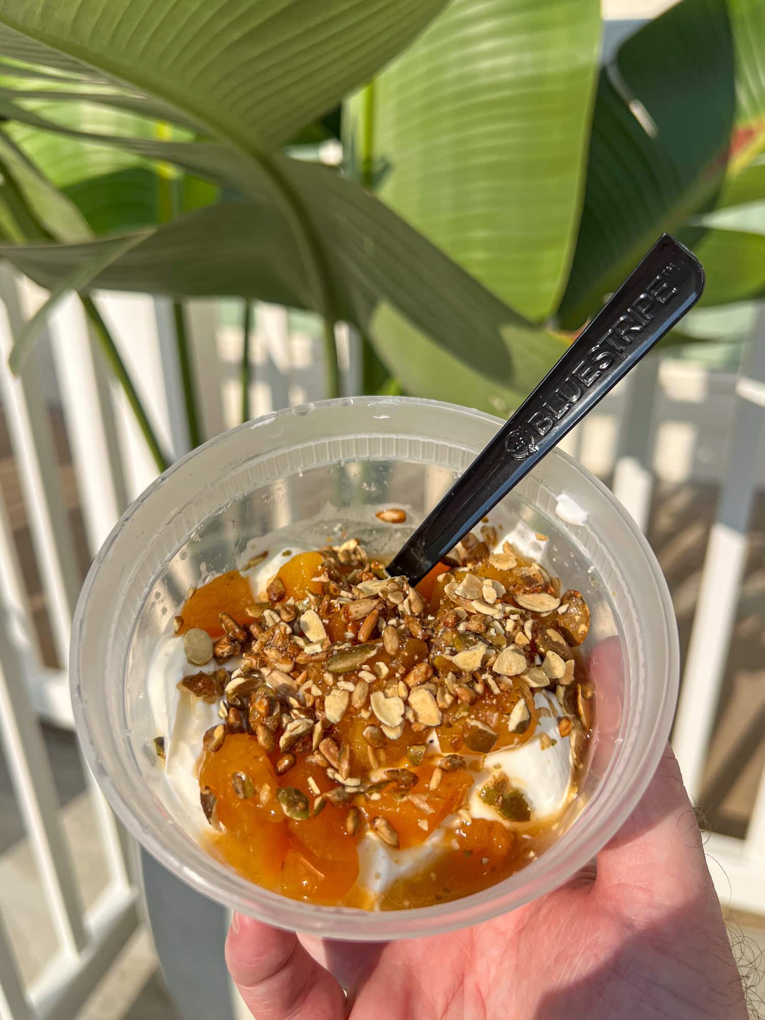 Greek yogurt with apricots by the pool at Hotel Lucine.