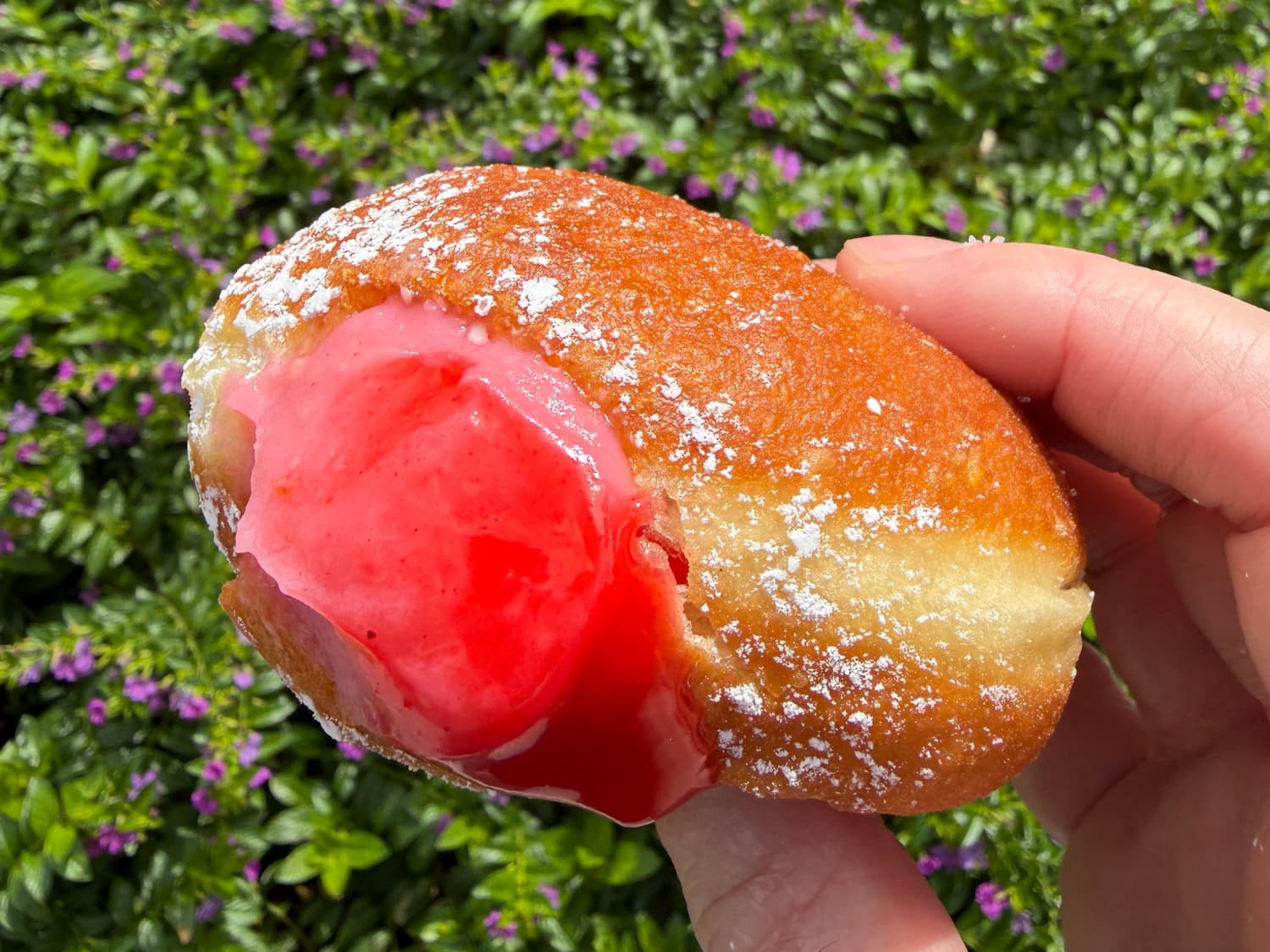 guava malasada from Kauai Bakery in Lihue Kauai with pink filling visible