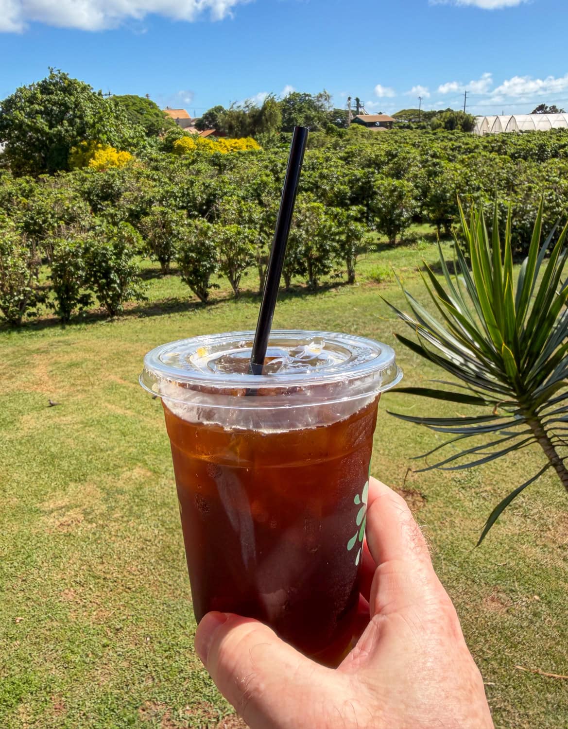 cold brew coffee at Kauai Coffee Company overlooking coffee plantation rows in Kauai
