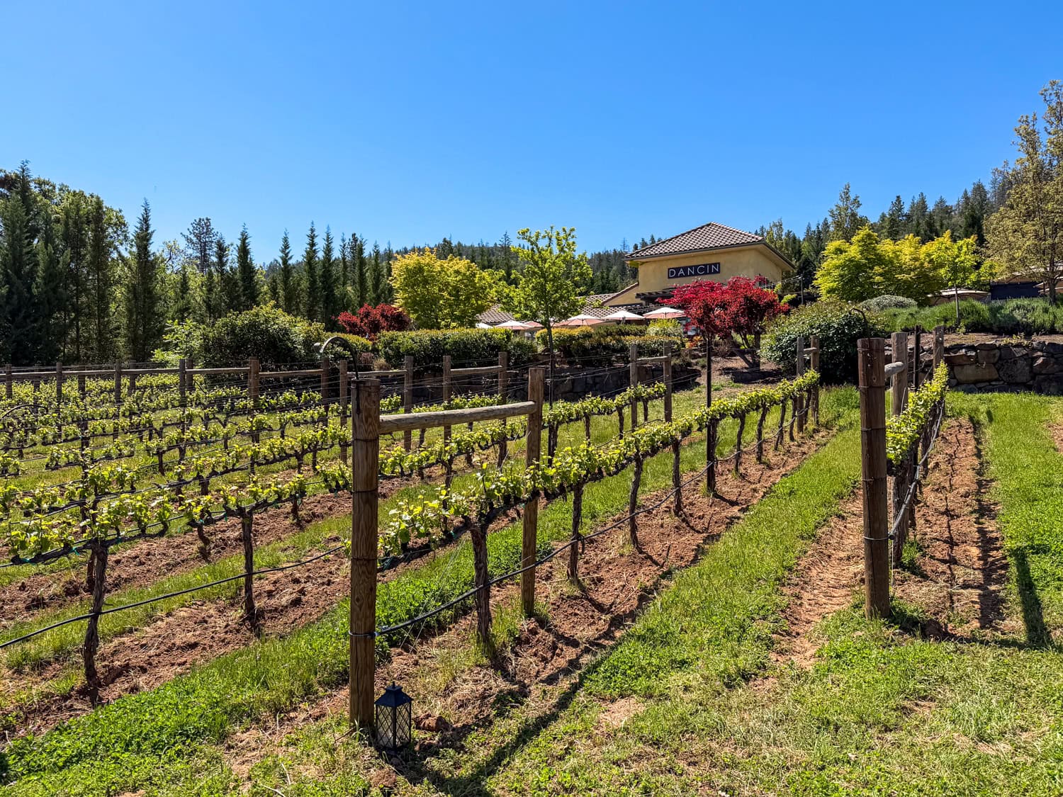 Vineyard rows leading to the DANCIN tasting room in Southern Oregon