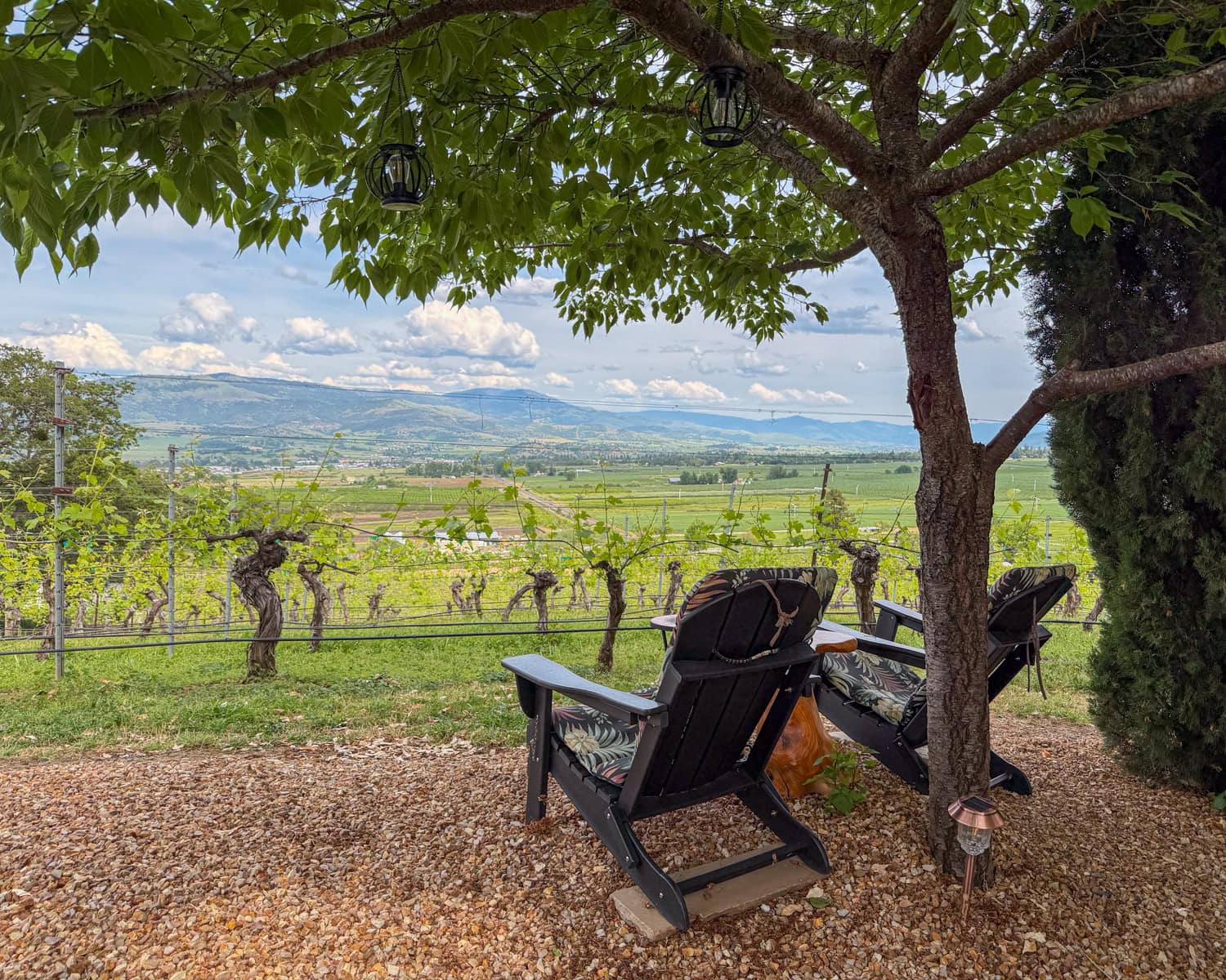 Chairs under cherry tree with view of Rogue Valley at Ravissant Cellars.