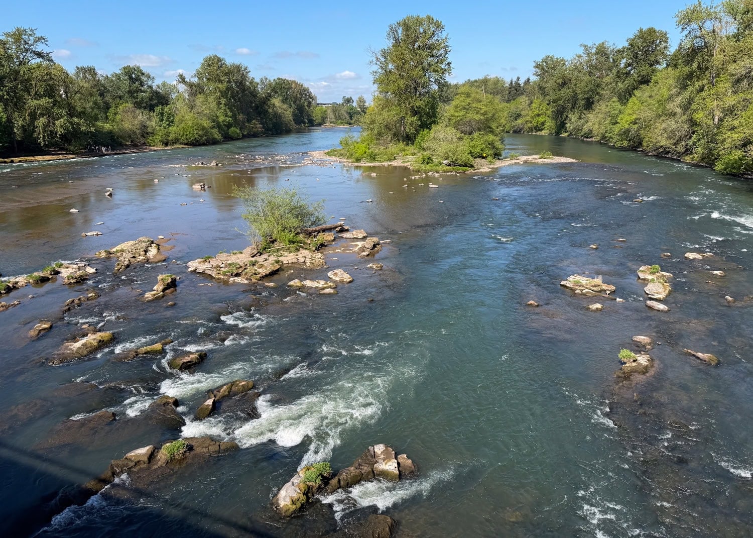 Willamette River flowing around a wooded island, viewed from the Frohnmayer Bridge in Eugene.